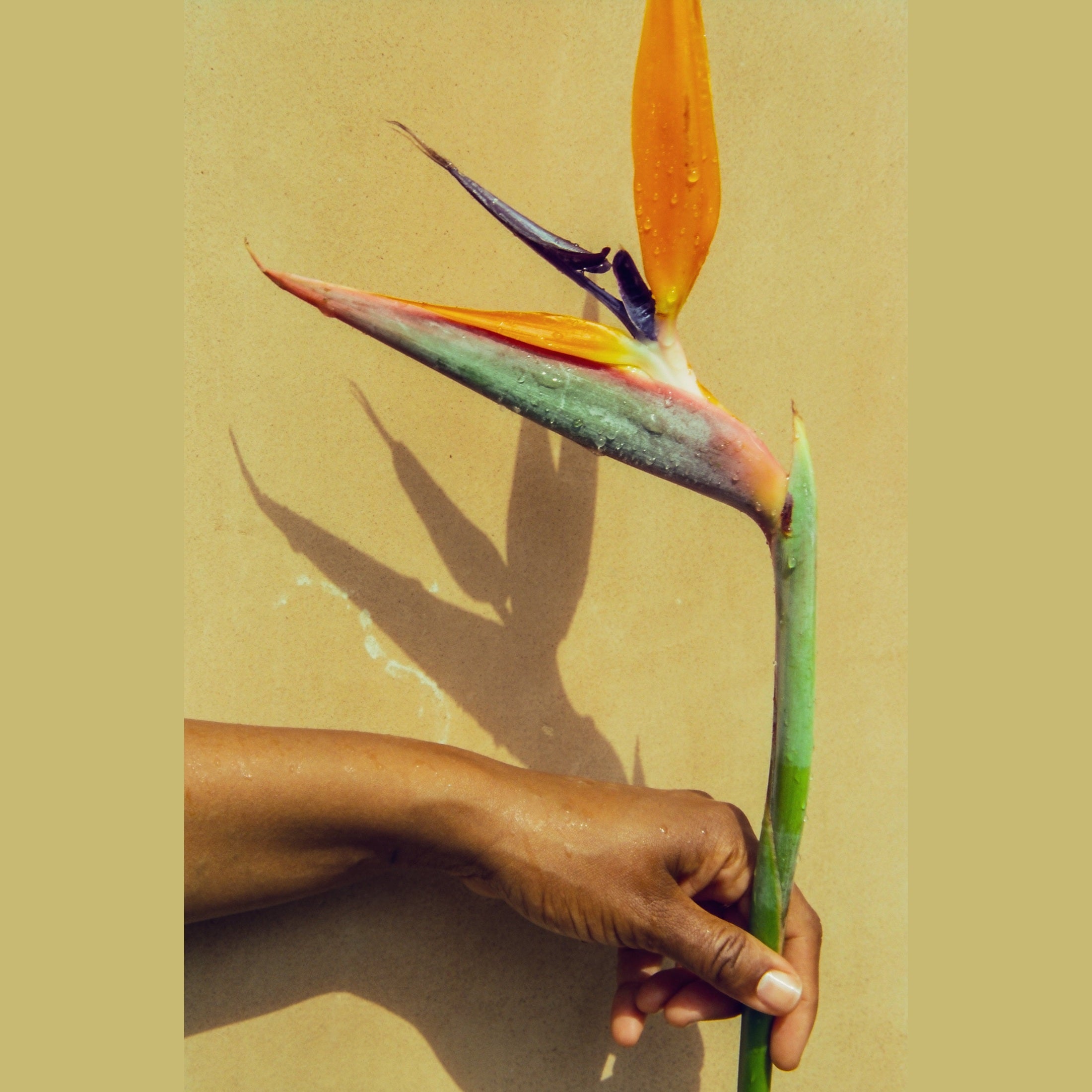 Maya Nije - Tropica
