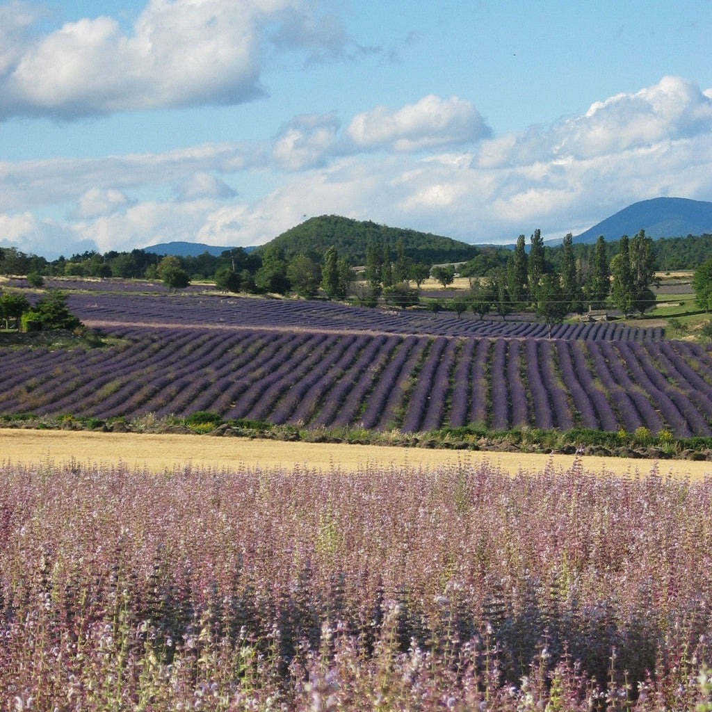 Nissaba - Provence