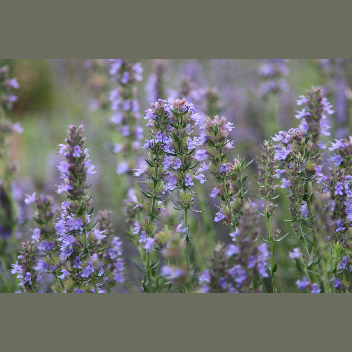 Nissaba - Provence
