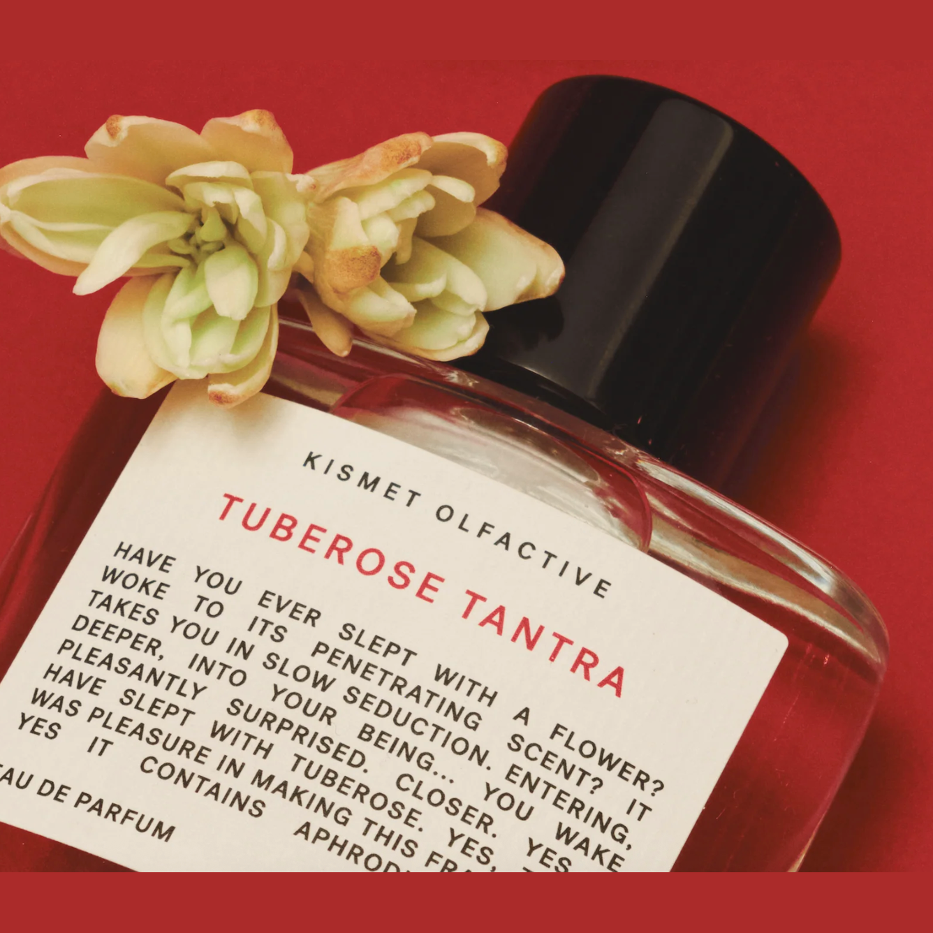 Tuberose Tantra floral fragrance bottle beside fresh tuberose flowers on red background