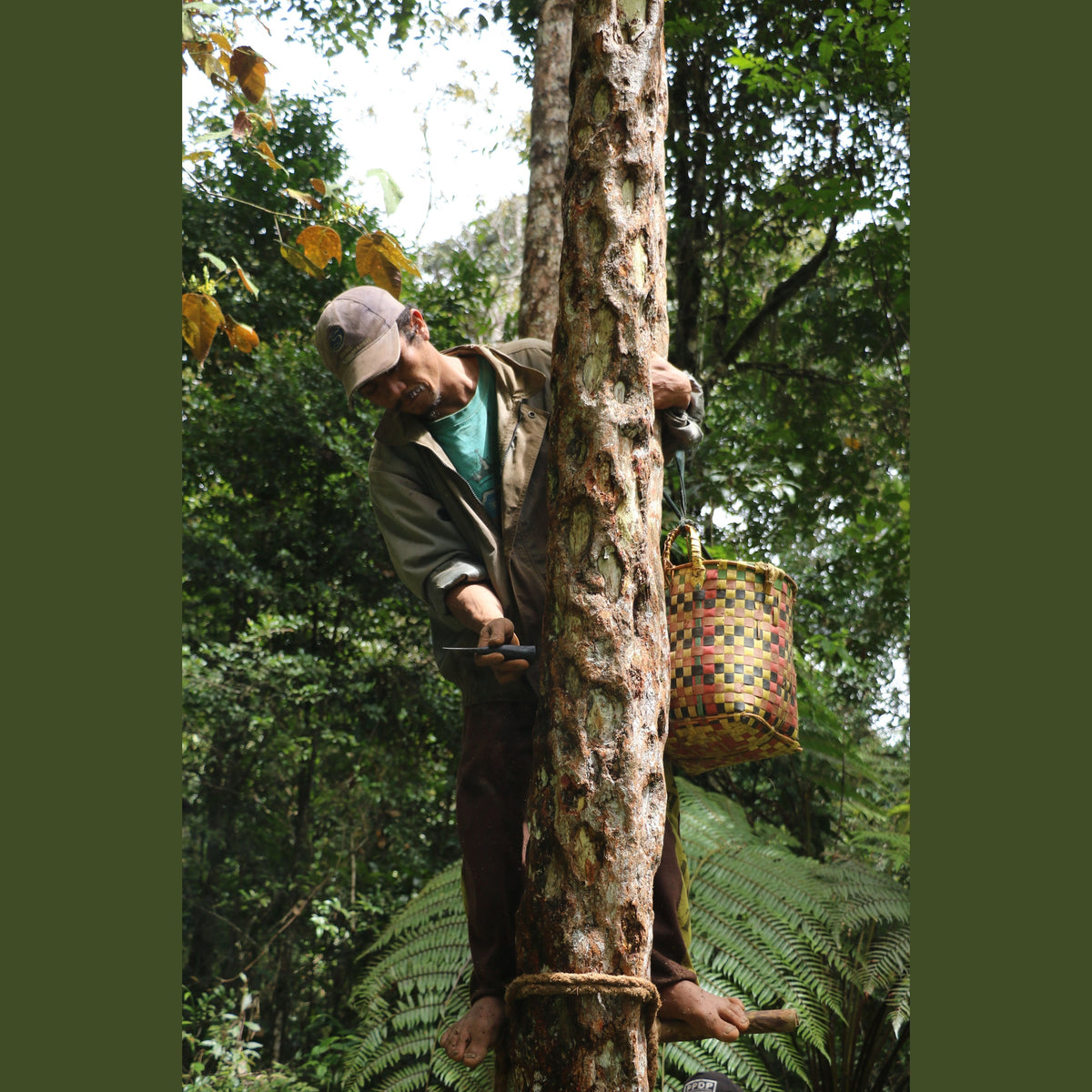 Nissaba - Sulawesi