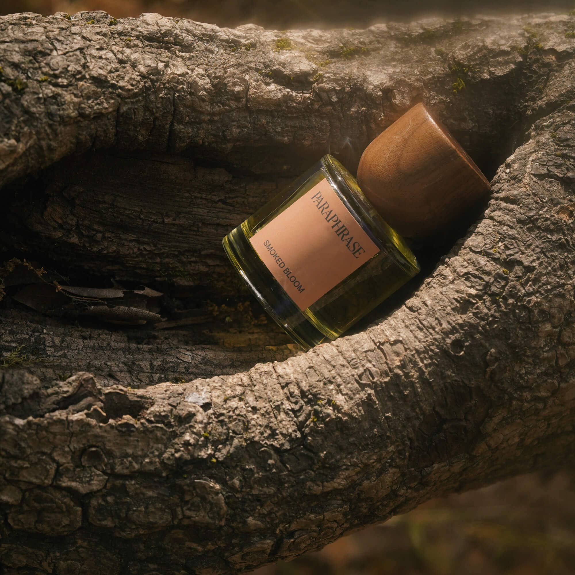 Paraphrase Smoked Bloom fragrance nestled in weathered tree trunk